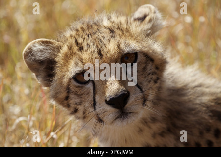 Cheetah cub, Lewa Conservancy, Kenya Banque D'Images