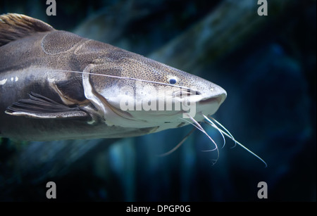 Close up portrait of une queue rouge poisson-chat natation Banque D'Images