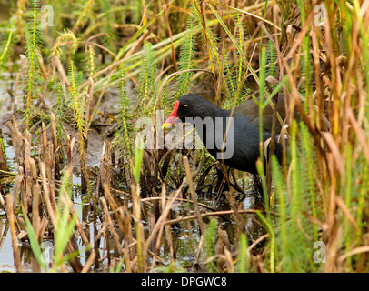 Gallinule poule-d'une balade au bord d'un étang, Gallinula Banque D'Images