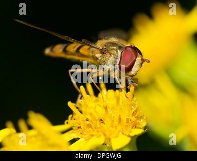 Un hoverfly sur un pissenlit, Syrphidae Banque D'Images