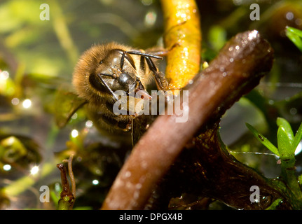 Une abeille buvant dans la végétation en étang saturé, les API Banque D'Images