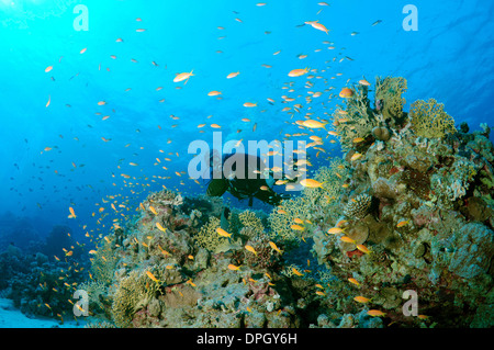 À la plongée à lyretail coralfish, lyretail anthias, Goldie, mer ou scalefin anthia (Pseudanthias squamipinnis), Red Sea, Egypt Banque D'Images