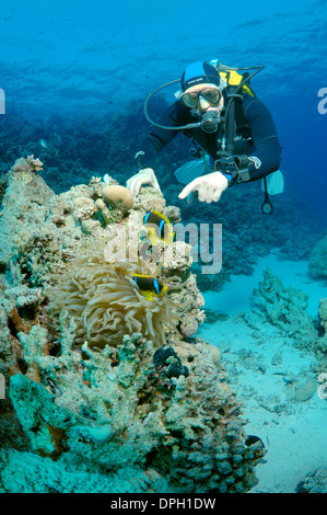 Diver, deux bandes de poissons clowns, poisson clown (Amphiprion bicinctus), Red Sea, Egypt, Africa Banque D'Images