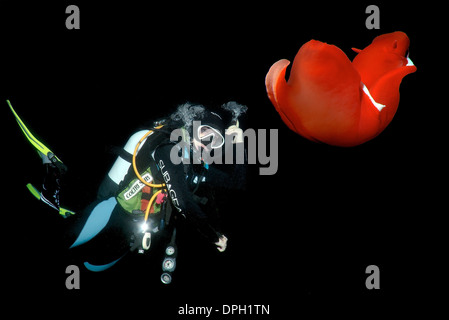 Fenmale scuba diver regarder sur Spanish Dancer (Hexabranchus sanguineus) nager dans la nuit. Red Sea, Egypt, Africa Banque D'Images