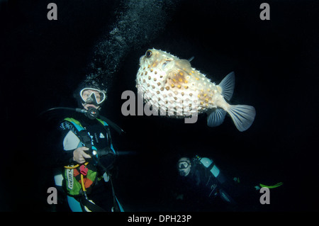 À la plongée à Spotbase burrfish (Cyclichthys spilostylus), en plongée de nuit. Red Sea, Egypt, Africa Banque D'Images