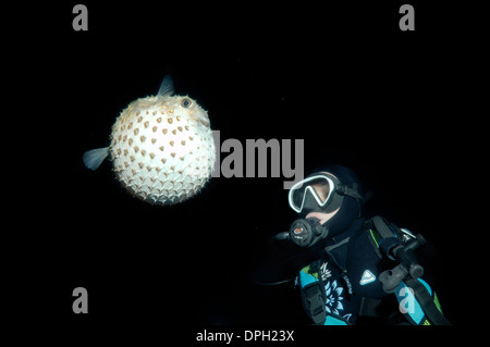 À la plongée à Spotbase burrfish (Cyclichthys spilostylus), en plongée de nuit. Red Sea, Egypt, Africa Banque D'Images