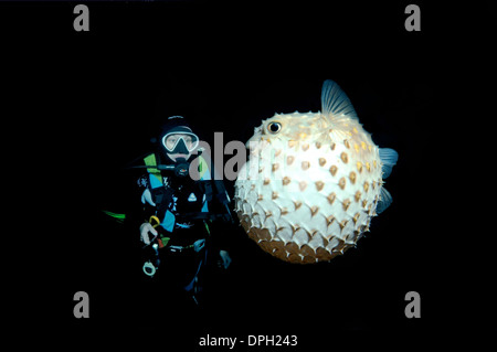 À la plongée à Spotbase burrfish (Cyclichthys spilostylus), en plongée de nuit. Red Sea, Egypt, Africa Banque D'Images