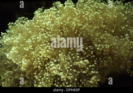 Corail Euphyllia frogspawn ramification (paradivisa) Banque D'Images