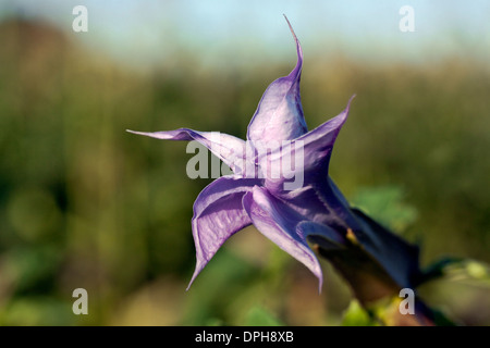 Thorn Apple fleur - également connu sous le nom de datura stramoine Banque D'Images