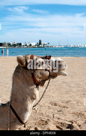 Camel sur la plage, Caleta de Fuste, Fuerteventura, Îles Canaries, Espagne. Banque D'Images