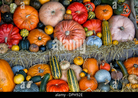 Affichage des citrouilles, courges, concombres, courges et citrouilles Banque D'Images