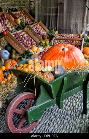 Brouette afficher de citrouilles, courges, concombres, courges et citrouilles Banque D'Images