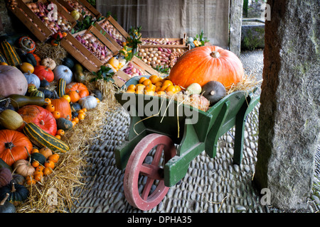 Brouette afficher de citrouilles, courges, concombres, courges et citrouilles Banque D'Images