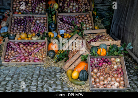 Affichage des oignons sur une chaussée pavée Banque D'Images