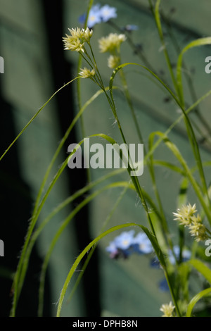 Snow-white Wood-rush, Luzula nivea Banque D'Images