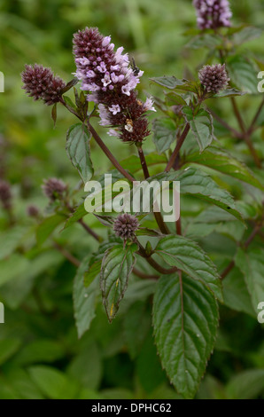 La menthe poivrée, Mentha x piperita ou Mentha aquatica x spicata Banque D'Images