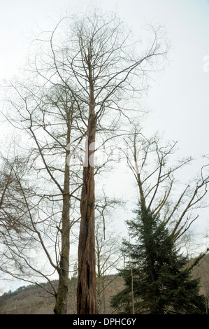 Dawn Redwood, Metasequoia glyptostroboides Banque D'Images