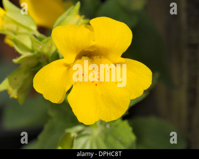 Monkeyflower Mimulus guttatus, Banque D'Images