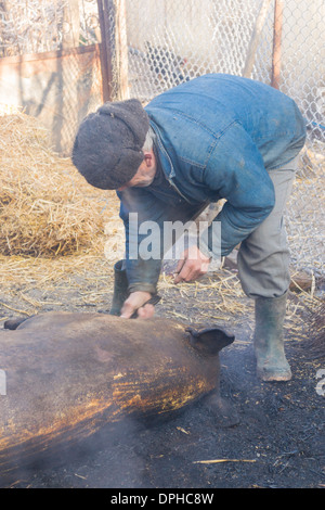 Façon traditionnelle de tuer un cochon dans les régions rurales de Roumanie - homme nettoyer un cochon brûlé Banque D'Images