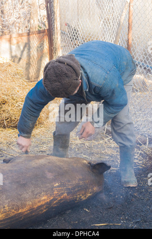 Façon traditionnelle de tuer un cochon dans les régions rurales de Roumanie - homme nettoyer un cochon brûlé Banque D'Images