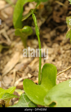 Adder scolopendre, Ophioglossum vulgatum Banque D'Images