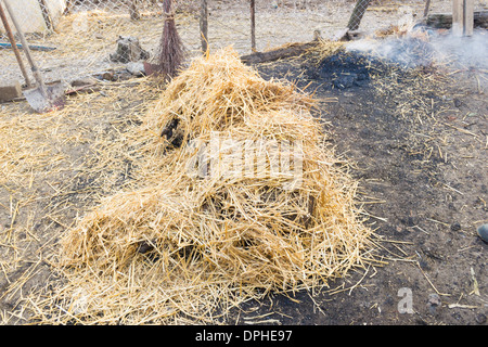 Façon traditionnelle de tuer un cochon dans les régions rurales de Roumanie - cochon brûlé recouvert de paille) Banque D'Images