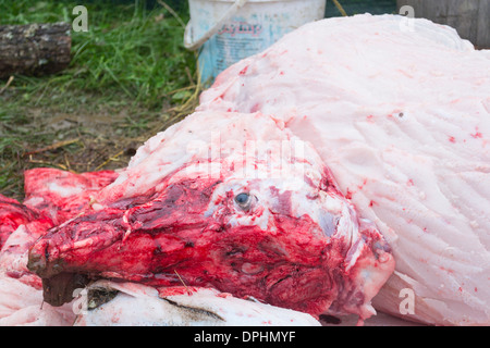 Façon traditionnelle de tuer un cochon dans les régions rurales de Macédoine - tête de porc sans peau Banque D'Images