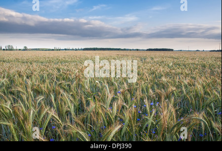 La fin du printemps le coucher du soleil sur le terrain. Banque D'Images