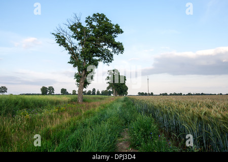 La fin du printemps le coucher du soleil sur le terrain. Banque D'Images
