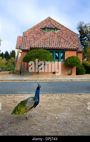 Peacock à la ville de 10 000 Bouddhas dans le comté de Mendocino, en Californie Banque D'Images