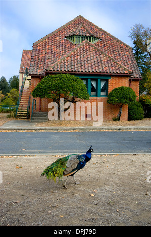 Peacock à la ville de 10 000 Bouddhas dans le comté de Mendocino, en Californie Banque D'Images