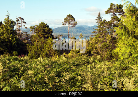 Une vue de la forêt du Grand Ours, vus de la périphérie de la ville de Bella Bella, en Colombie-Britannique, Canada. Banque D'Images