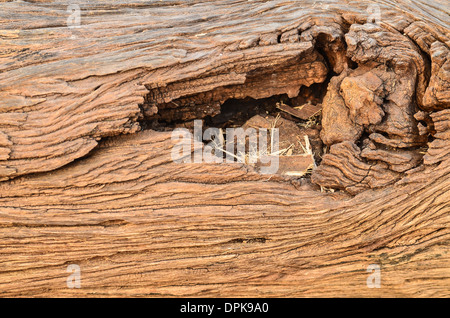 Close up of old arbre noueux Banque D'Images