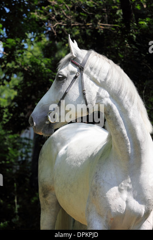 Cheval andalou blanc (Pura Raza Espanola) en fond vert sombre, clé faible Banque D'Images