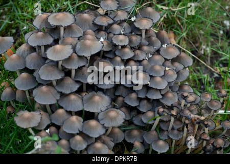 Cap d'encre Mushroom Banque D'Images