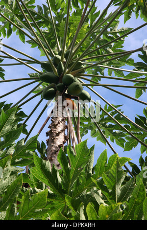 Un roulement Papaya tree fruits belle against a blue sky Banque D'Images