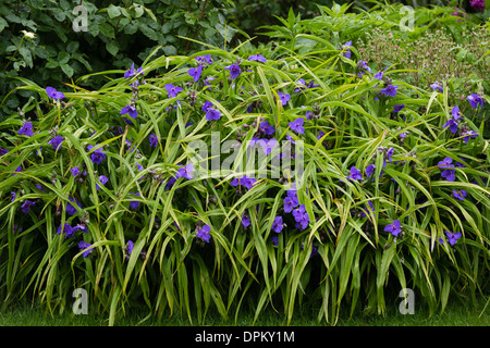 Tradescantie de Virginie, Tradescantia virginiana // éphémère de Virginie, Tradescantia x andersoniana Banque D'Images