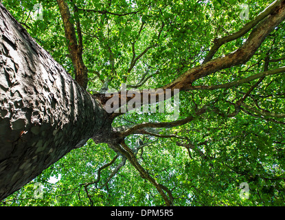 D'un angle inhabituel de l'érable argenté Arbre dans Green Park à Londres, Angleterre Banque D'Images