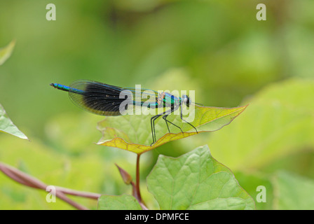 Demoiselle (Calopteryx splendens bagués). Des hommes. Banque D'Images