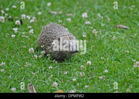 Hérisson (Erinaceus europaeus) sur une pelouse de trèfle. Banque D'Images