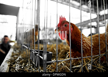 Poulet de ferme à l'intérieur d'une cage à une foire agricole Banque D'Images