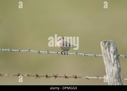 Traquet motteux (Oenanthe oenanthe). Femelle sur la migration d'automne. Banque D'Images