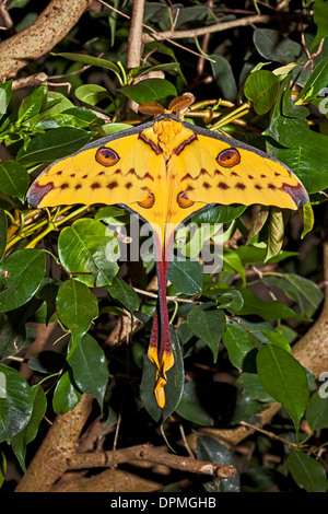 Papillon Comète mâle ou papillon lune malgache Banque D'Images