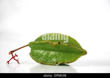 Amazing Star fruits fruits de Thaïlande Banque D'Images