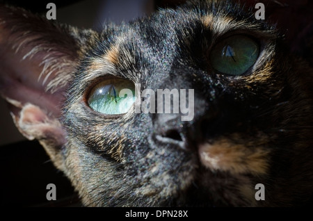 Beau portrait d'un oriental cat. Banque D'Images