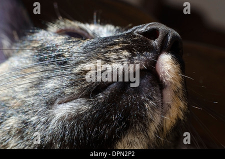 Gros plan du nez et de la bouche d'un chat oriental. Banque D'Images