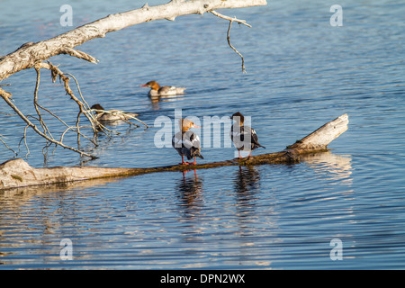 Femelle Grand Harle (Mergus merganser) femmes reposant sur du bois flotté sur la rivière Bow à l'île Johnson, Alberta, Canada Banque D'Images