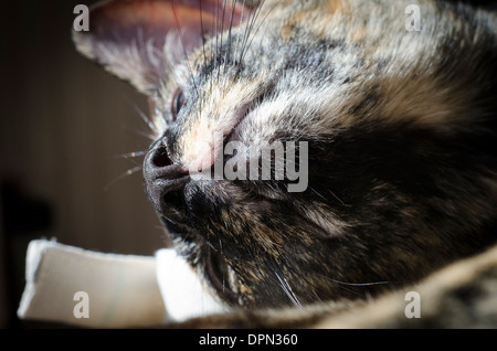 Gros plan du nez et de la bouche d'un chat oriental. Banque D'Images