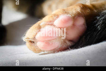 Close up of a cat's Paw. Banque D'Images