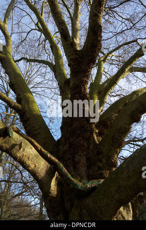 Royaume-uni londres acton acton park dans l'art de l'arbre Banque D'Images